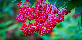 Attēlu rezultāti vaicājumam “Sambucus racemosa fruit”