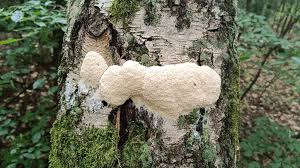 Attēlu rezultāti vaicājumam “Fuligo candida f. persicum”