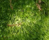 Attēlu rezultāti vaicājumam “Dicranum leioneuron”