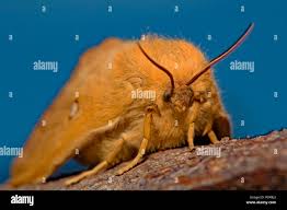 Attēlu rezultāti vaicājumam “Lasiocampa quercus imago”