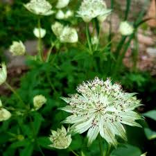 Attēlu rezultāti vaicājumam “Astrantia major leaf”