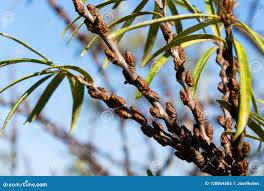 Attēlu rezultāti vaicājumam “Hippophae rhamnoides female flower”