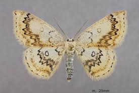 Attēlu rezultāti vaicājumam “Cyclophora annularia”