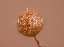 Attēlu rezultāti vaicājumam “Cribraria microcarpa”