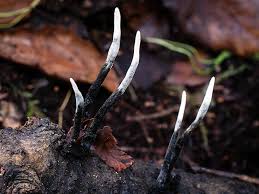 Attēlu rezultāti vaicājumam “Hypoxylon fragiforme / howeianum”