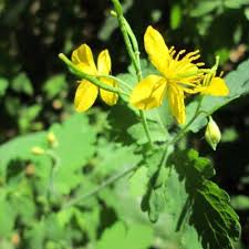 Image result for Chelidonium majus