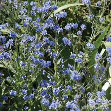 Image result for Myosotis sylvatica