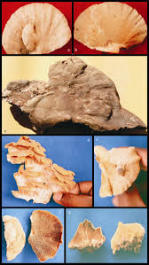 Attēlu rezultāti vaicājumam “Trametes gibbosa”