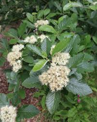 Attēlu rezultāti vaicājumam “Sorbus intermedia”