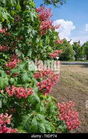Attēlu rezultāti vaicājumam “Aesculus x hybrida flower”