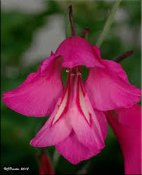 Attēlu rezultāti vaicājumam “Gladiolus imbricatus flower”
