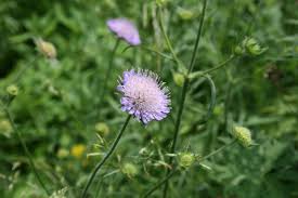 Attēlu rezultāti vaicājumam “Knautia arvensis flower”