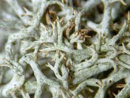 Attēlu rezultāti vaicājumam “Cladonia ciliata”