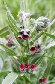 Attēlu rezultāti vaicājumam “Cynoglossum officinale flower”