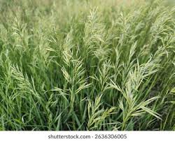 Attēlu rezultāti vaicājumam “Bromopsis inermis fruit”