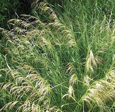 Attēlu rezultāti vaicājumam “Deschampsia cespitosa”