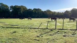 Image result for Forest Green Cricket Club