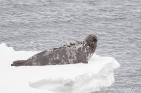 Image result for Cystophora cristata