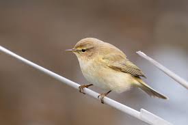 Attēlu rezultāti vaicājumam “Phylloscopus collybita”