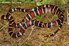 Attēlu rezultāti vaicājumam “Leiocolea collaris”