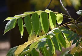 Attēlu rezultāti vaicājumam “Juglans cinerea leaf”
