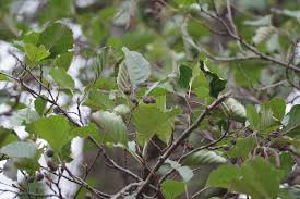 Image result for Alder Cc