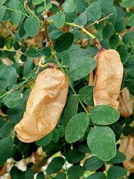 Image result for Colutea arborescens