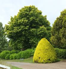 Attēlu rezultāti vaicājumam “Tilia x vulgaris”