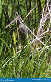 Attēlu rezultāti vaicājumam “Carex atherodes”