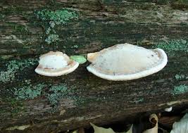 Attēlu rezultāti vaicājumam “Daedalea quercina”