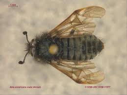 Attēlu rezultāti vaicājumam “Cimbicidae”