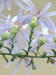 Attēlu rezultāti vaicājumam “Symphyotrichum x salignum leaf”