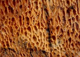 Attēlu rezultāti vaicājumam “Ceriporia purpurea”