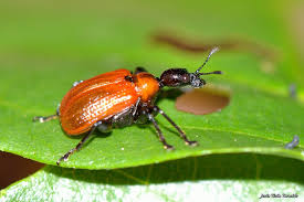 Attēlu rezultāti vaicājumam “Apoderus coryli”