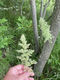 Attēlu rezultāti vaicājumam “Calamagrostis epigeios”