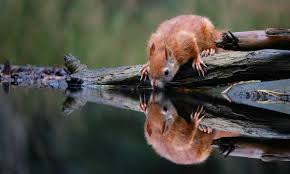 Image result for bilder