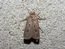 Attēlu rezultāti vaicājumam “Agrotis exclamationis”