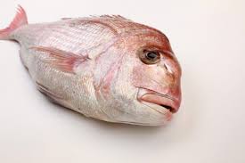 Image result for Pagrus auratus