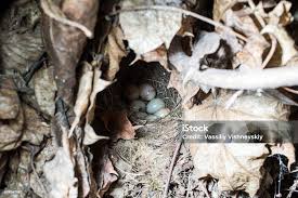 Attēlu rezultāti vaicājumam “Erithacus rubecula nest”