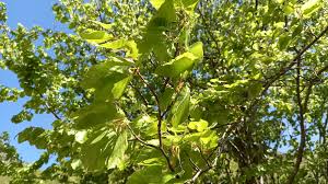 Attēlu rezultāti vaicājumam “Fagus sylvatica female flower”
