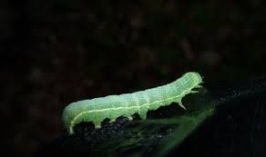 Attēlu rezultāti vaicājumam “Orthosia incerta”