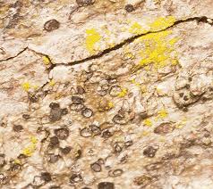 Attēlu rezultāti vaicājumam “Chrysothrix candelaris”