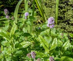 Attēlu rezultāti vaicājumam “Mentha aquatica”