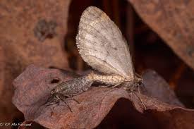 Attēlu rezultāti vaicājumam “Operophtera”