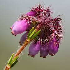 Attēlu rezultāti vaicājumam “Erica tetralix fruit”