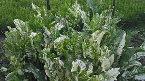 Attēlu rezultāti vaicājumam “Armoracia rusticana leaf”