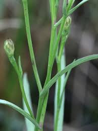 Attēlu rezultāti vaicājumam “Symphytocarpus trechisporus young”