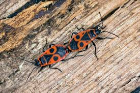 Attēlu rezultāti vaicājumam “Pyrrhocoris apterus imago”