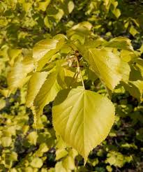 Attēlu rezultāti vaicājumam “Tilia x moltkei leaf”