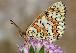 Attēlu rezultāti vaicājumam “Melitaea didyma”